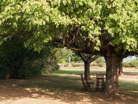 green tree on brown soil in Alsace France