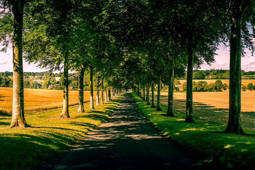 green trees on green grass field during daytime