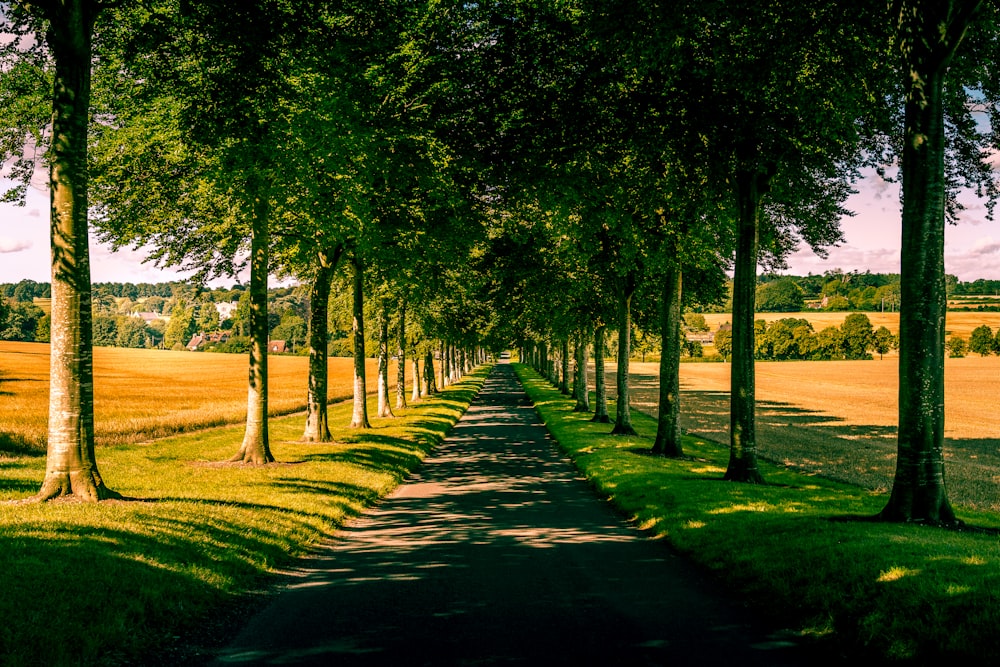 green trees on green grass field during daytime