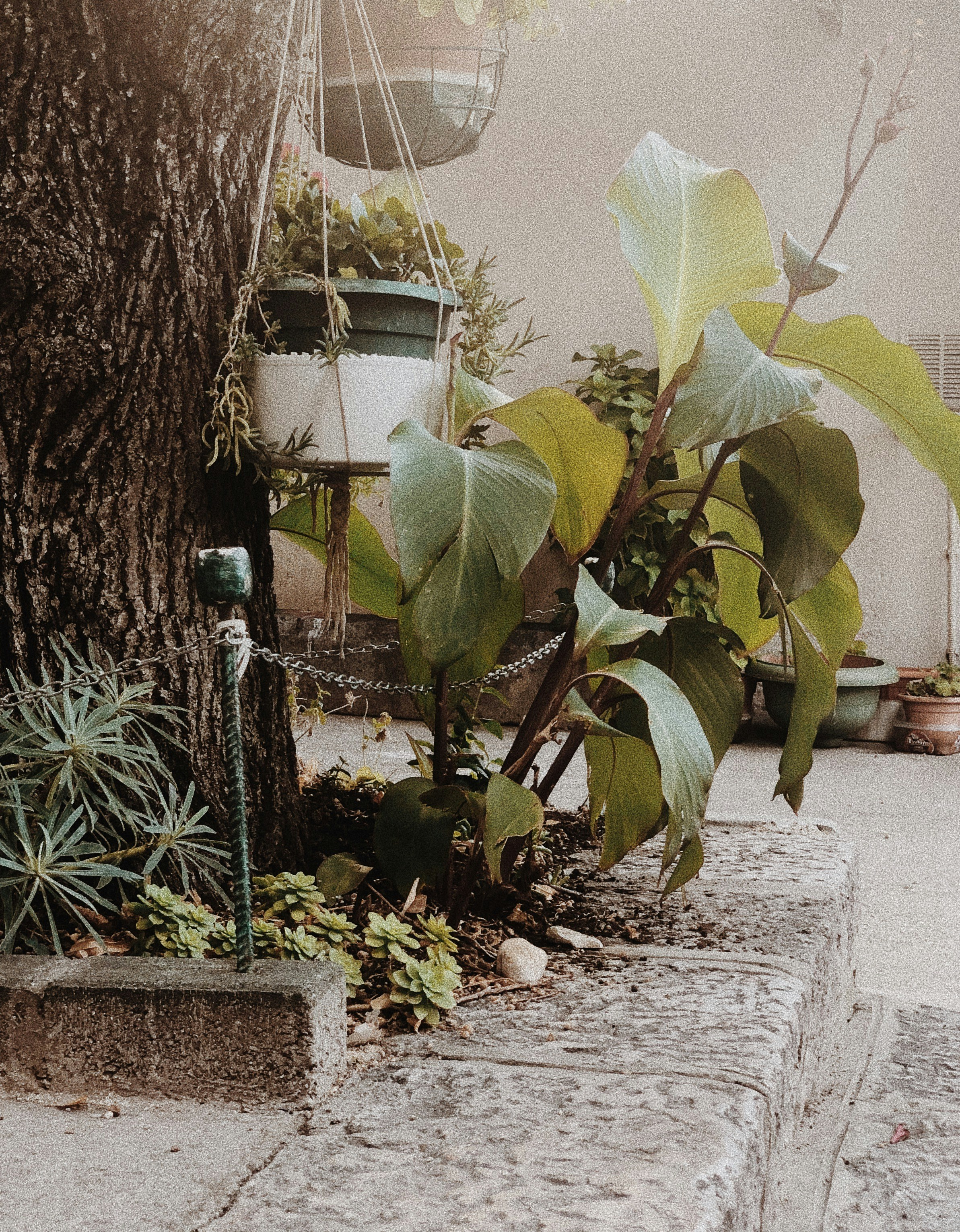 green plant on white pot