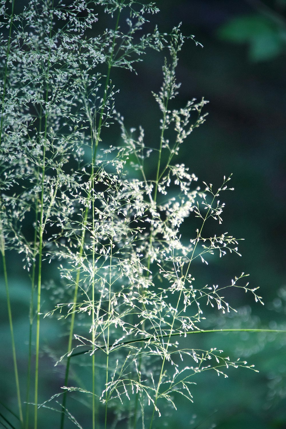 white flowers in tilt shift lens