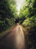 gray dirt road between green trees during daytime