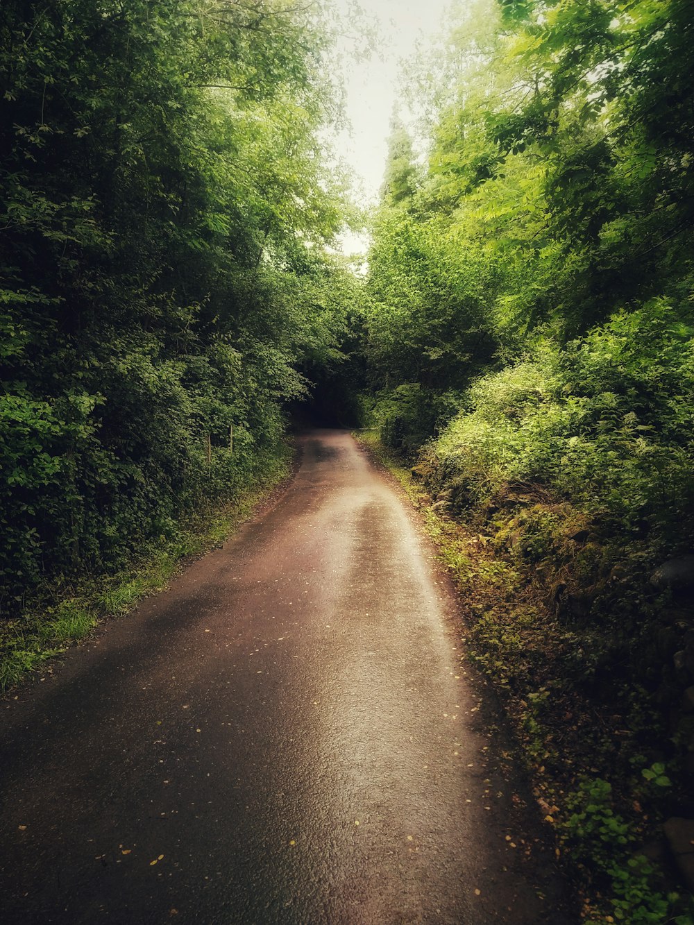 gray dirt road between green trees during daytime