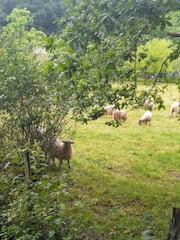 Sheep peacefully grazing in a green orchard with fruit trees.
