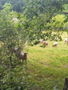 A close-up image of healthy sheep grazing peacefully in a green pasture.