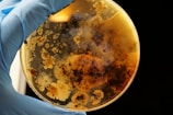 A gloved hand holds a petri dish containing various colonies of bacteria or mold. The colonies are of different shapes and sizes, predominantly displaying brown and beige colors, with a cloudy and somewhat dark appearance in certain areas.