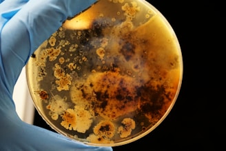 A gloved hand holds a petri dish containing various colonies of bacteria or mold. The colonies are of different shapes and sizes, predominantly displaying brown and beige colors, with a cloudy and somewhat dark appearance in certain areas.
