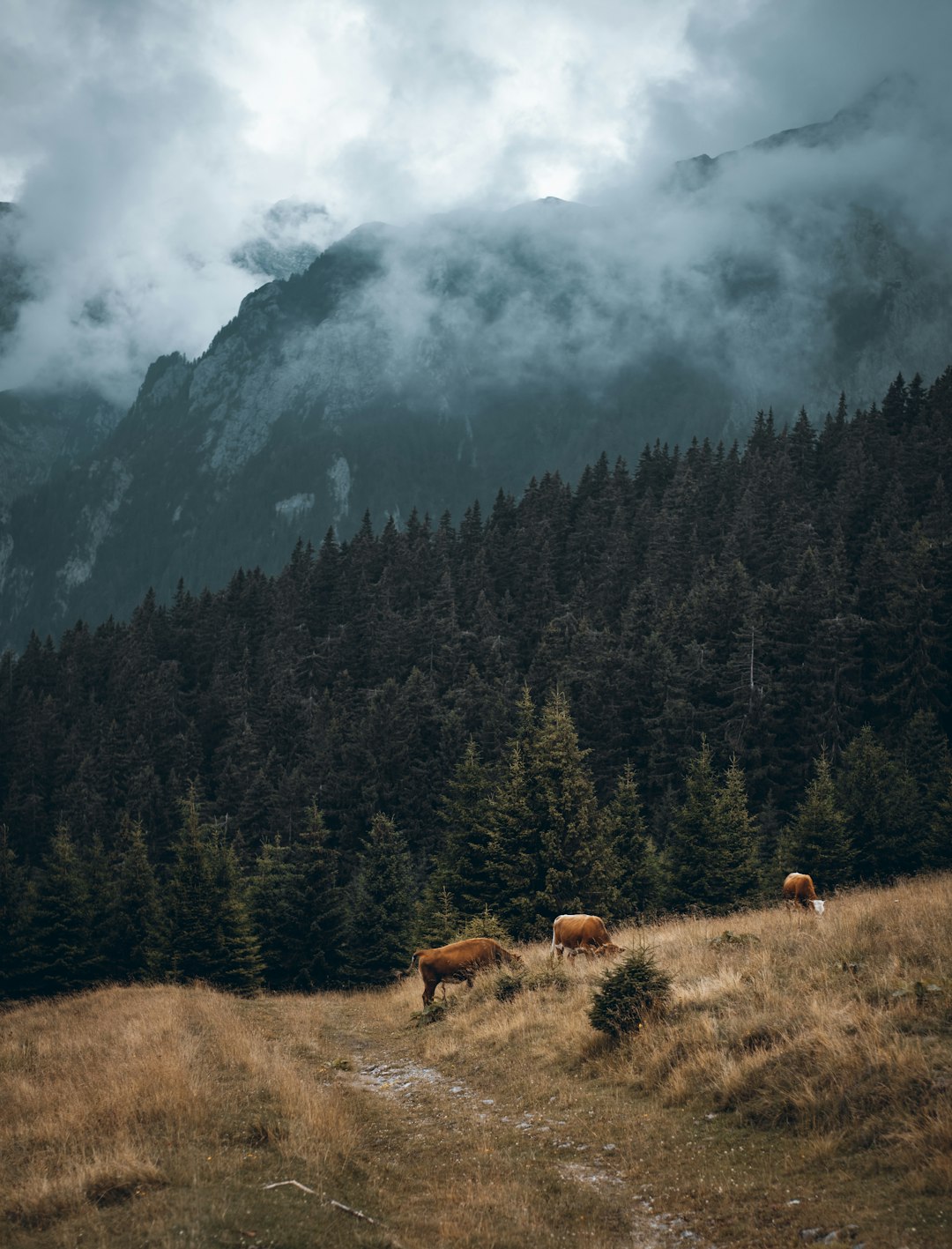 brown and white sheep on green grass field near green trees and mountain during daytime