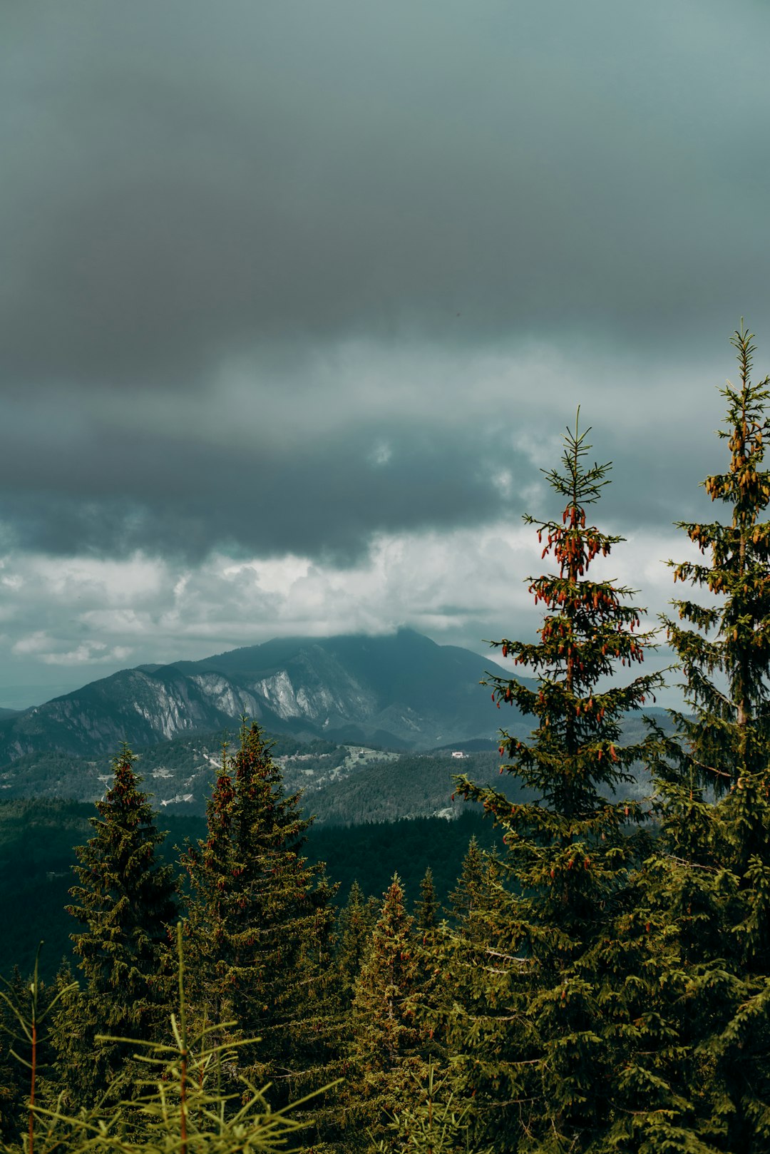 brown tree on mountain under cloudy sky during daytime