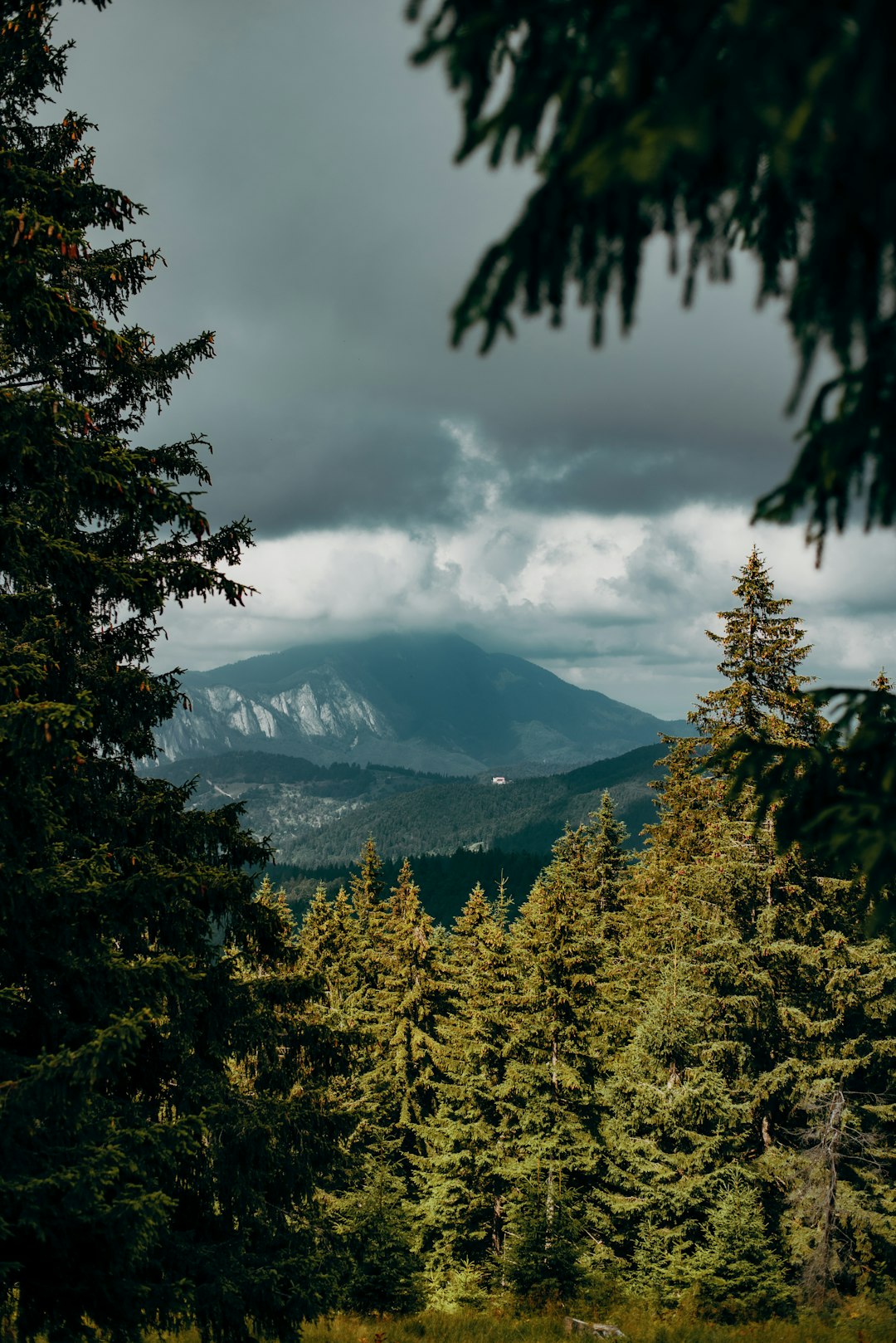 green trees near mountain under cloudy sky during daytime