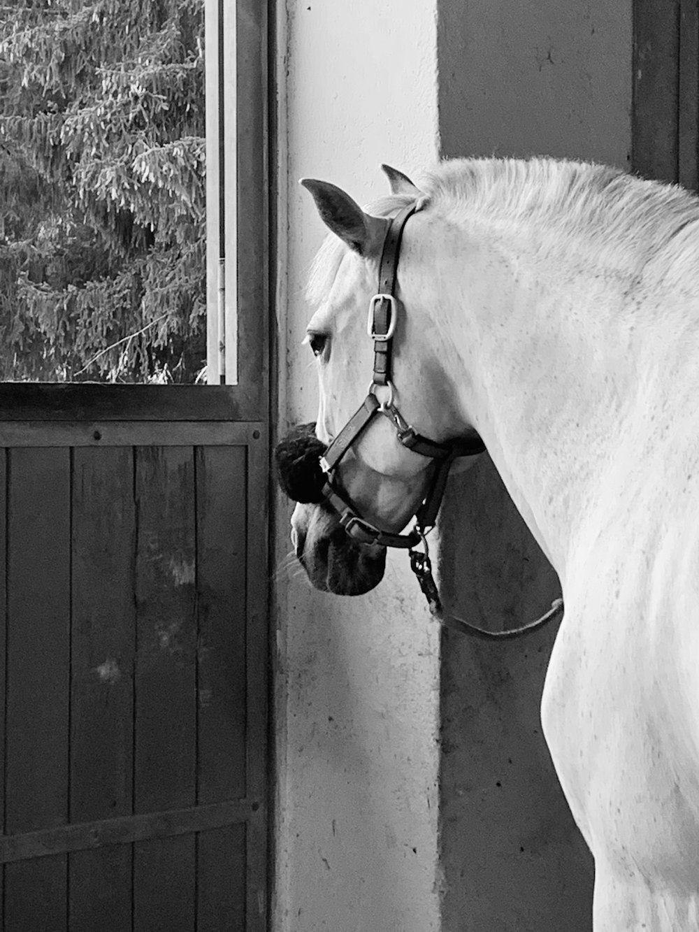 grayscale photo of horse in front of wooden door