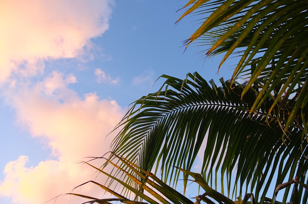 Palmera verde bajo el cielo azul durante el día