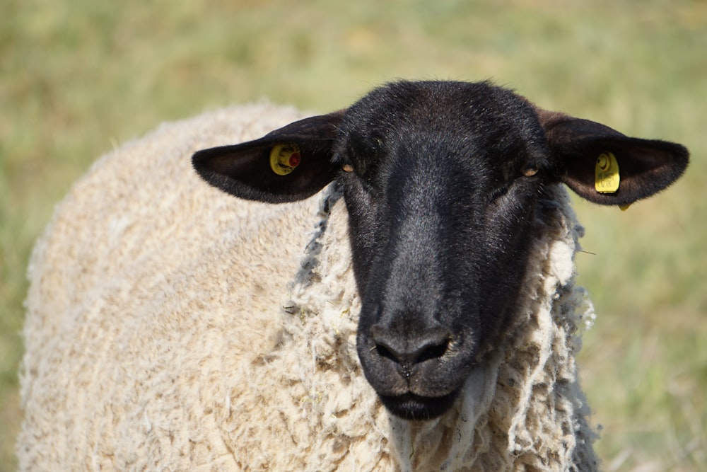 black and white sheep on white textile