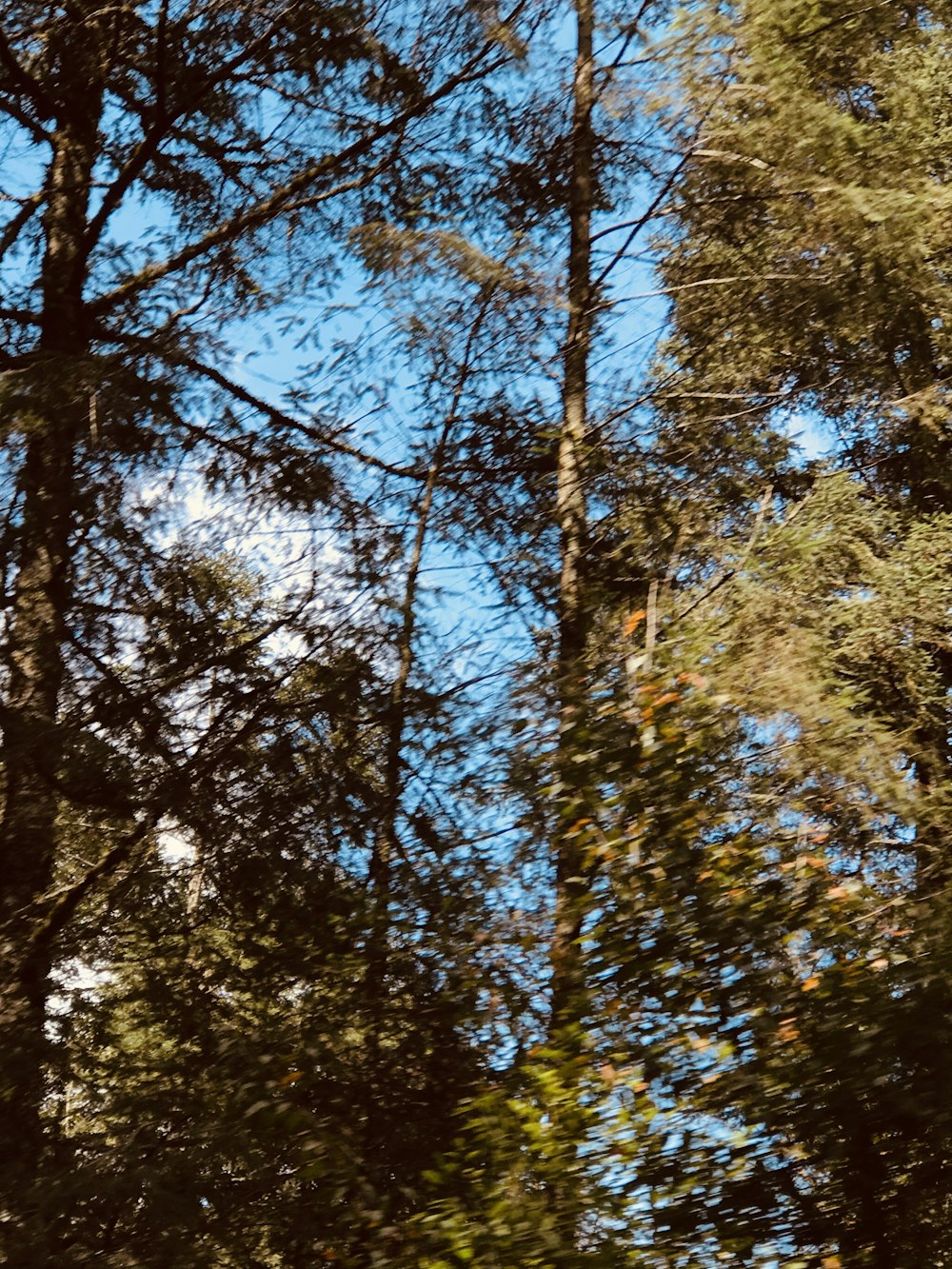 昼間の青空の下で緑と茶色の木々
