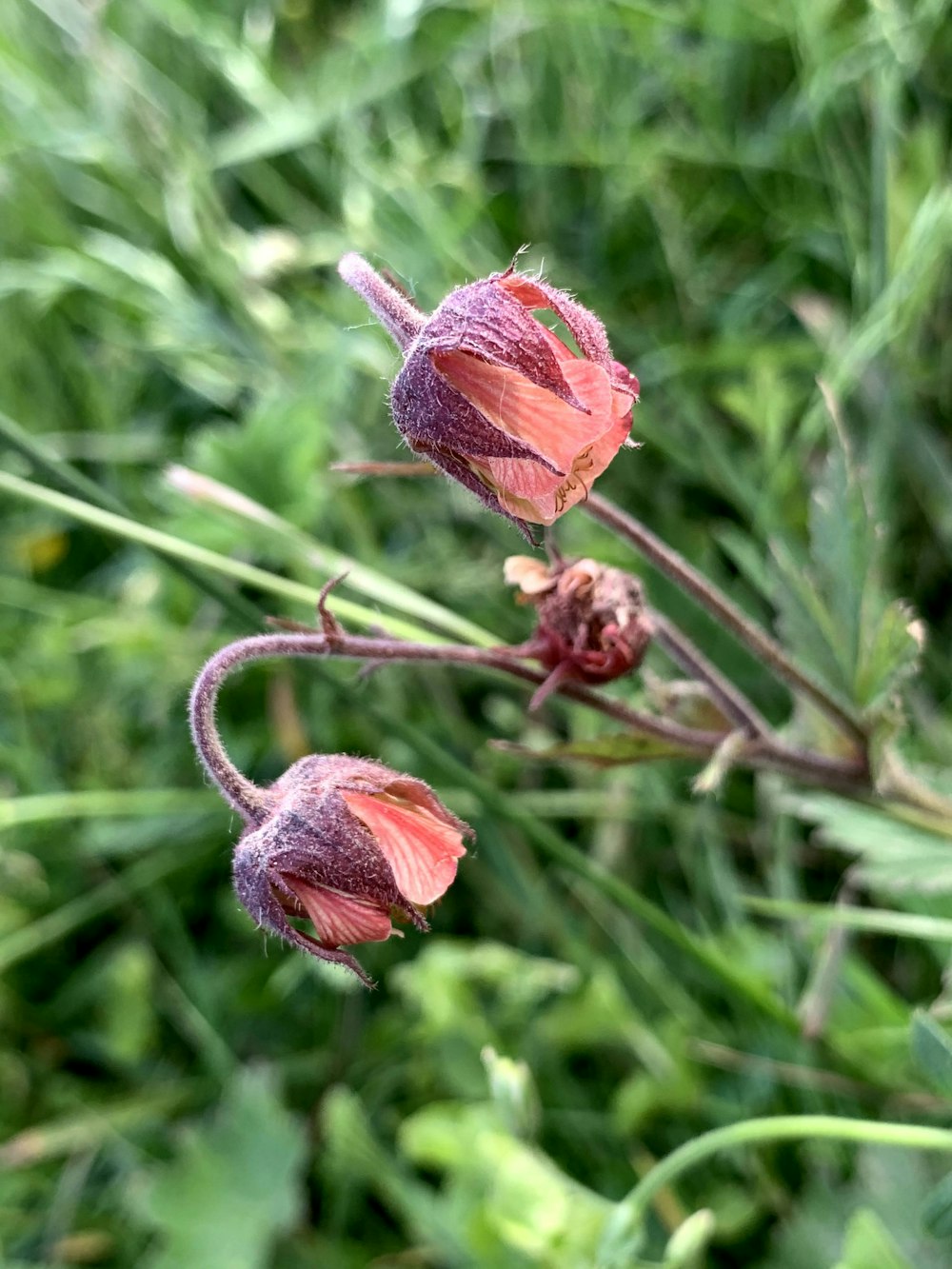 red flower bud in close up photography