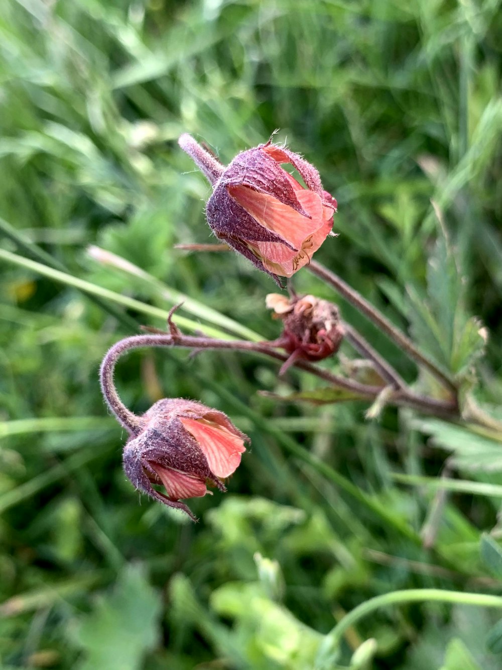 capullo de flor roja en fotografía de primer plano