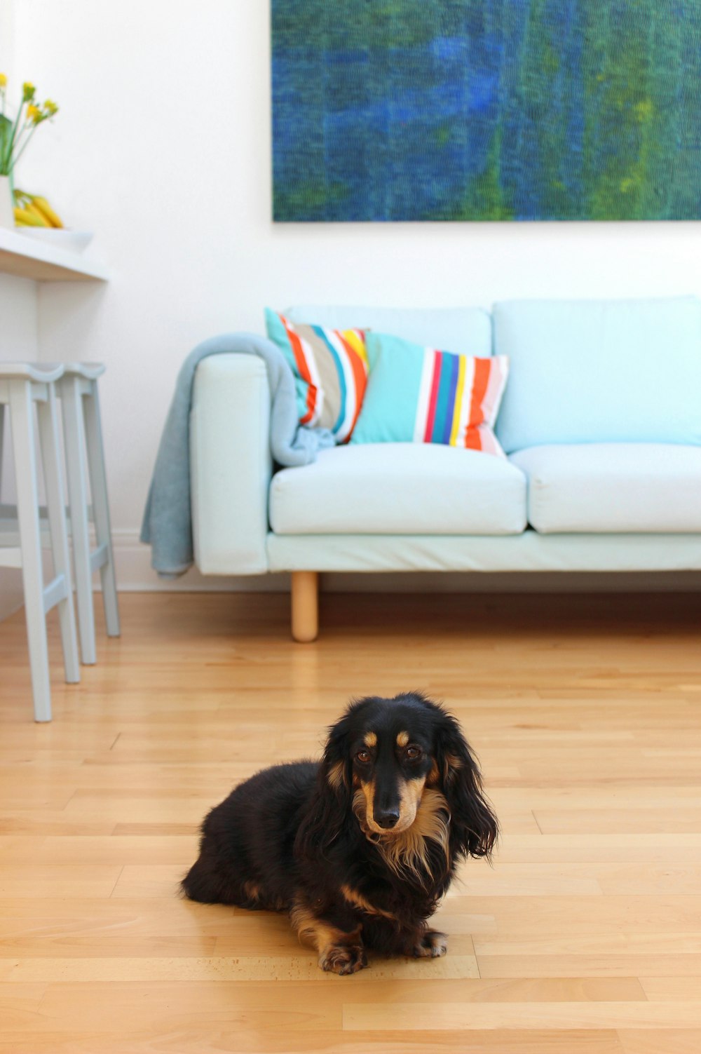 Perro de pelo largo negro y marrón sentado en el suelo de madera marrón