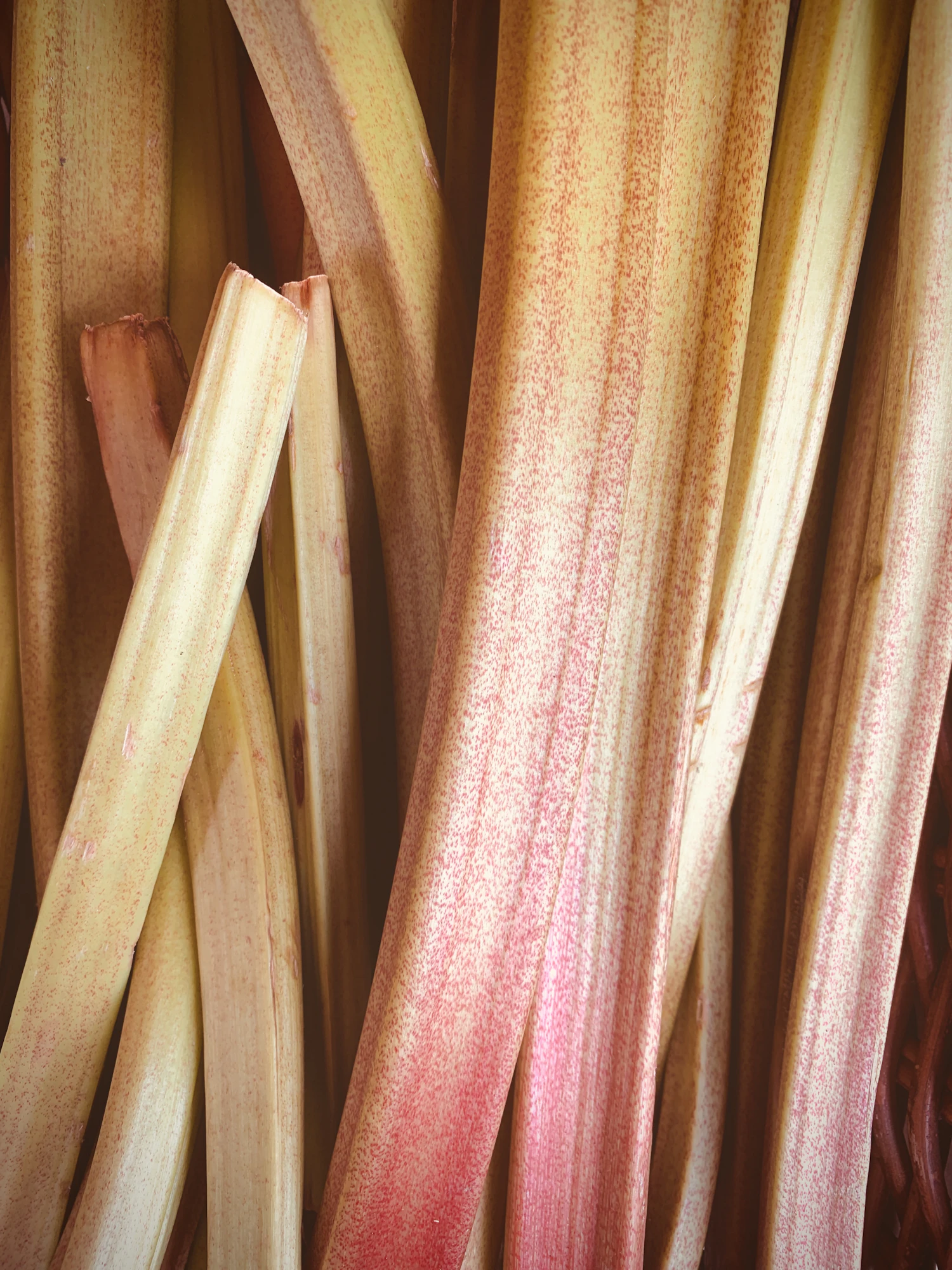 A close crop of pale pink rhubarb stalks