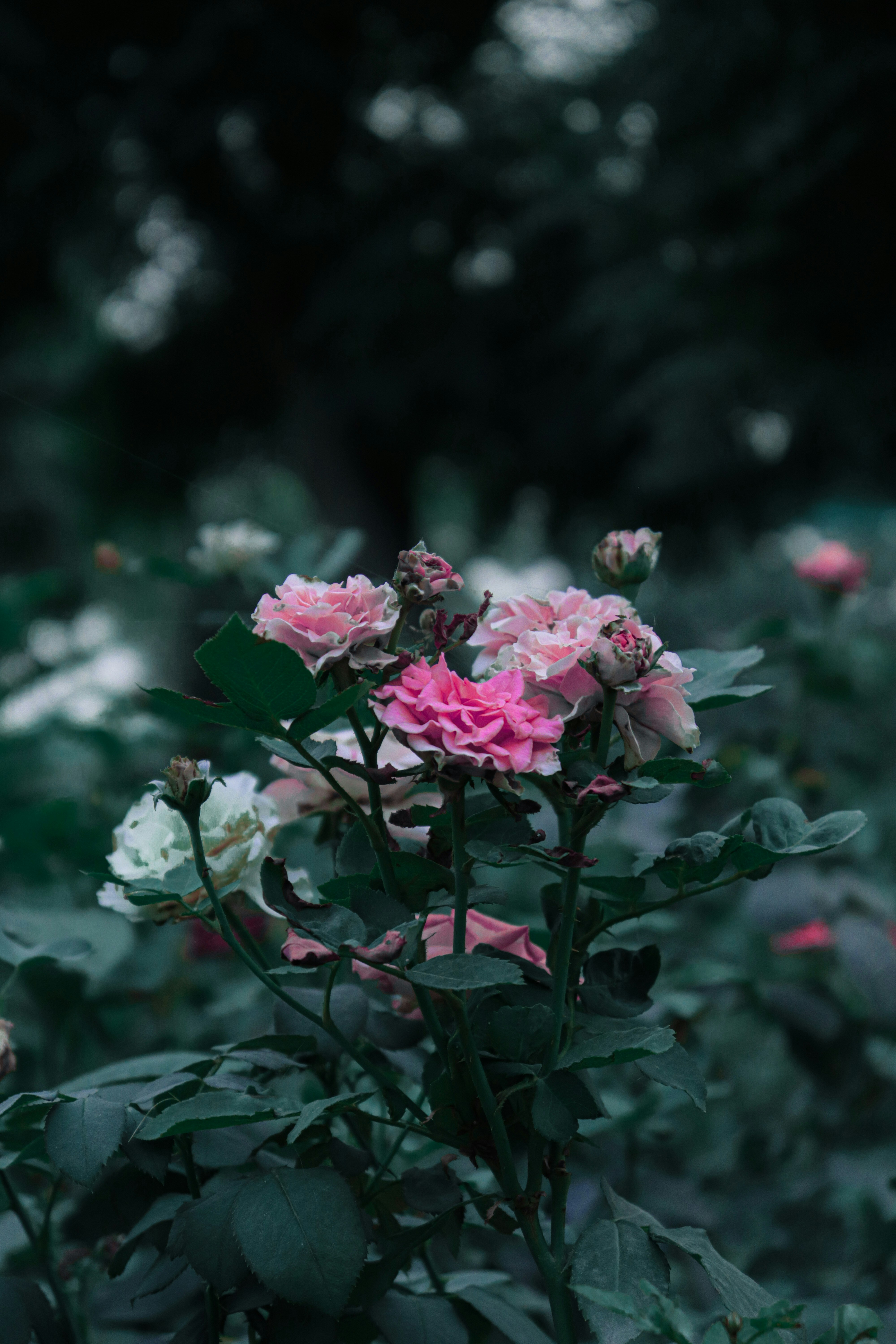 Photo by photos_by_talha