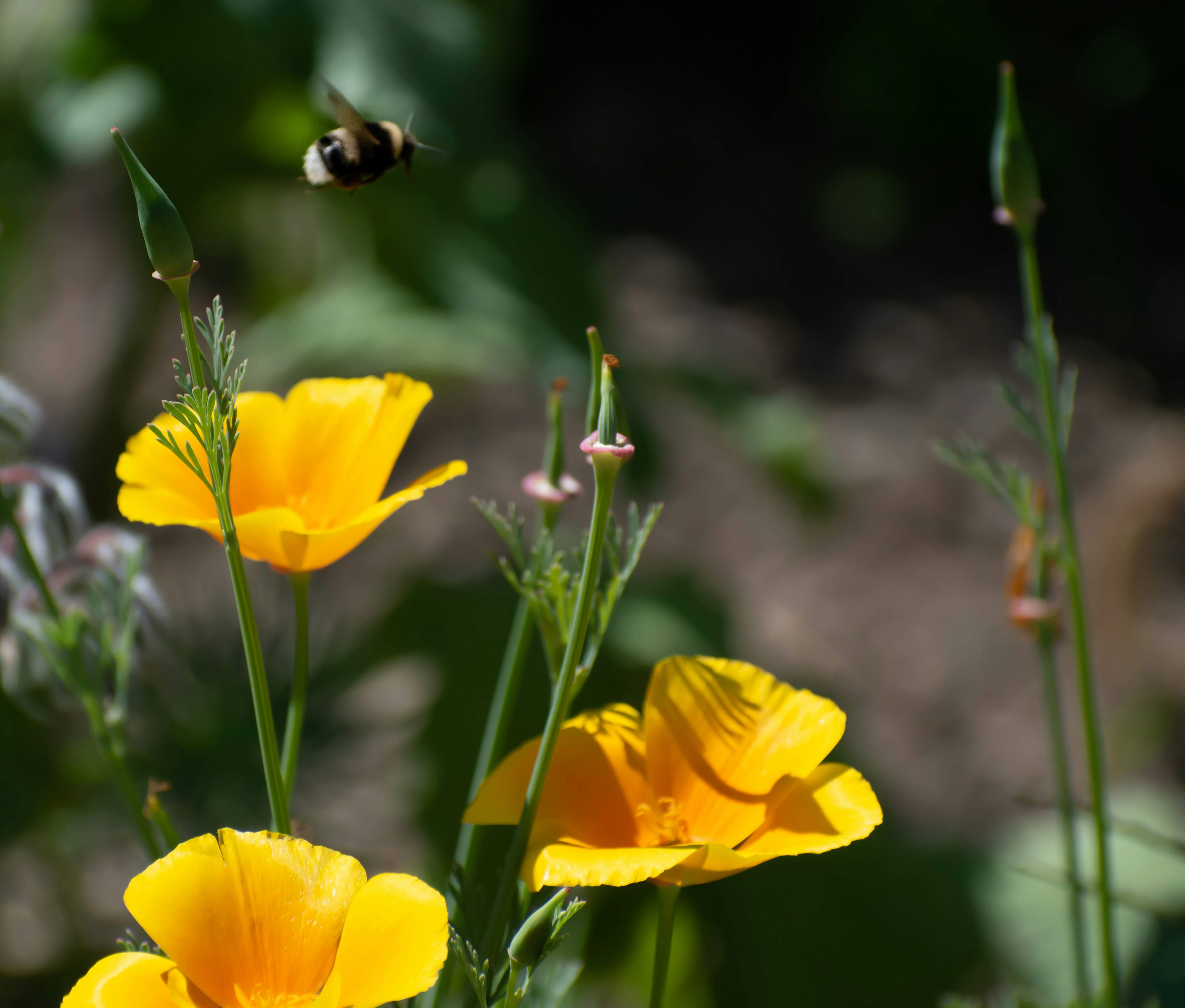 Photo by rachsamphotos