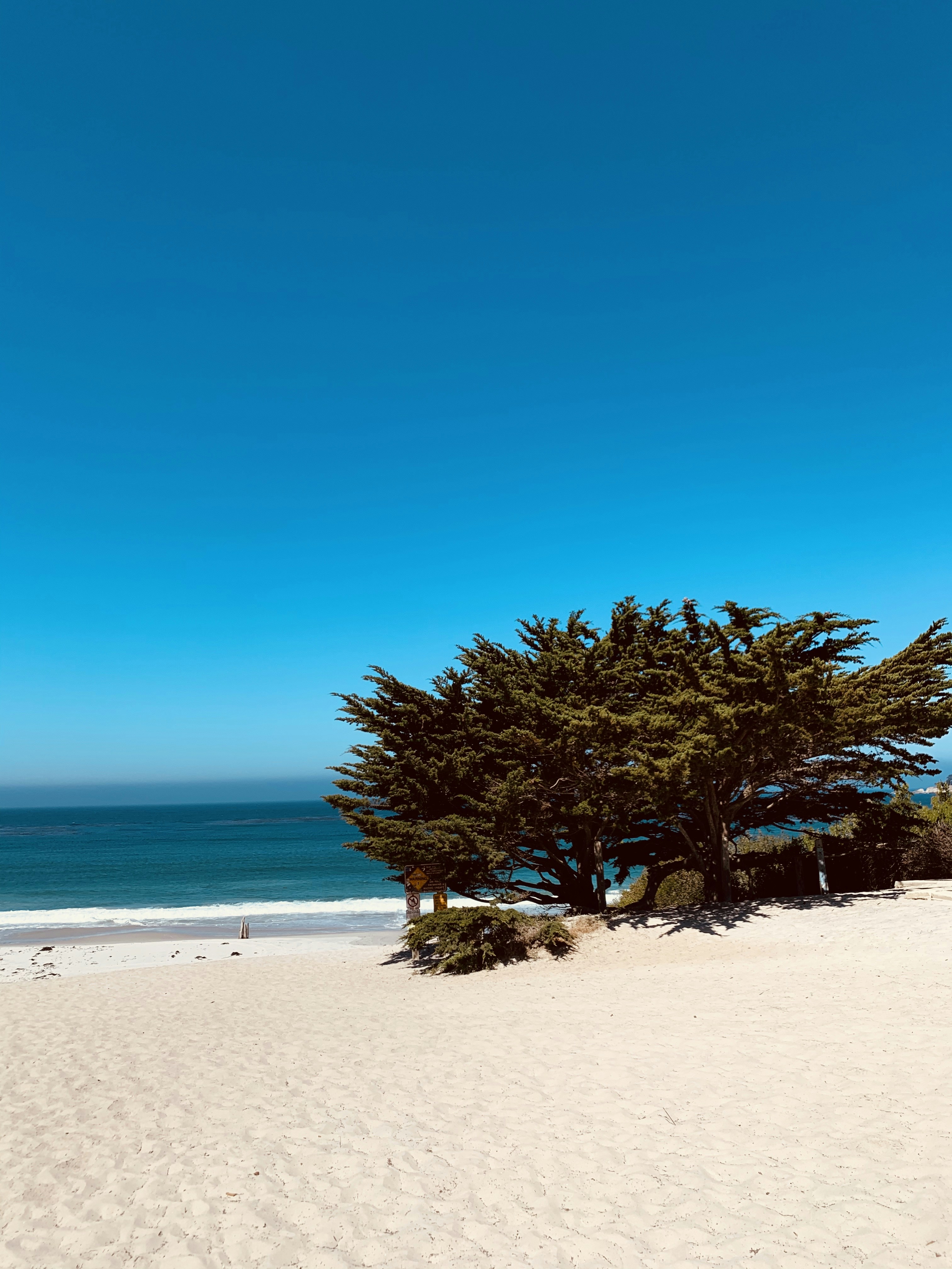 tree growing on the white sand beaches in carmel-by-the-sea
