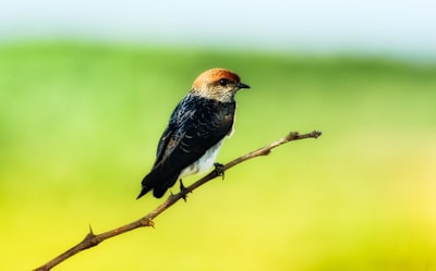 brown and black bird on brown tree branch during daytime
