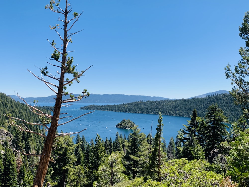 green trees near blue sea under blue sky during daytime