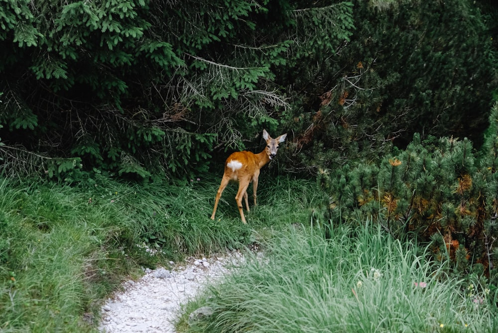 a deer standing in the middle of a forest