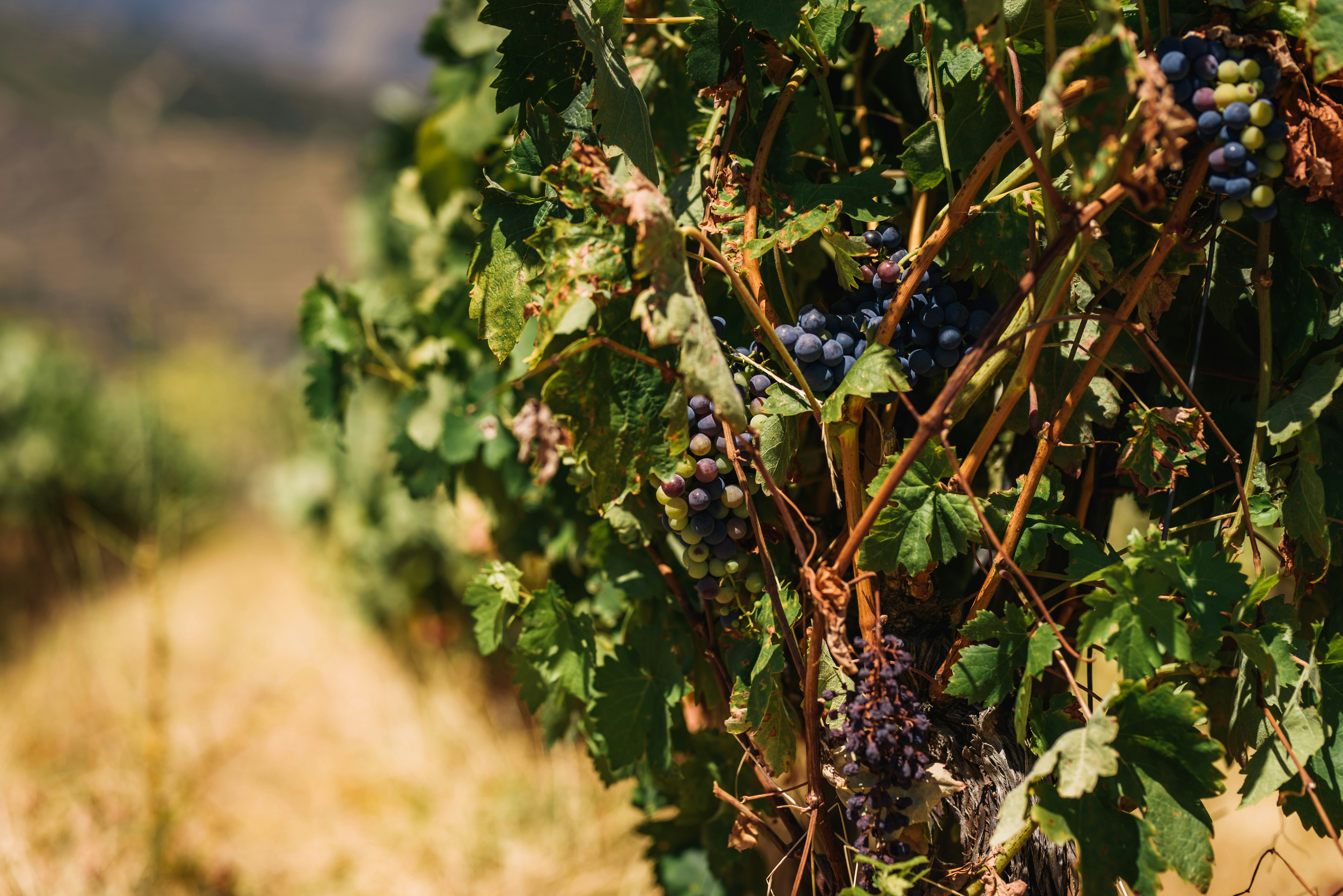 green plant with white flowers, The grapes on the vineyards in Douro Valley, Portugal. The UNESCO World Heritage region where the Porto Wine is produced.