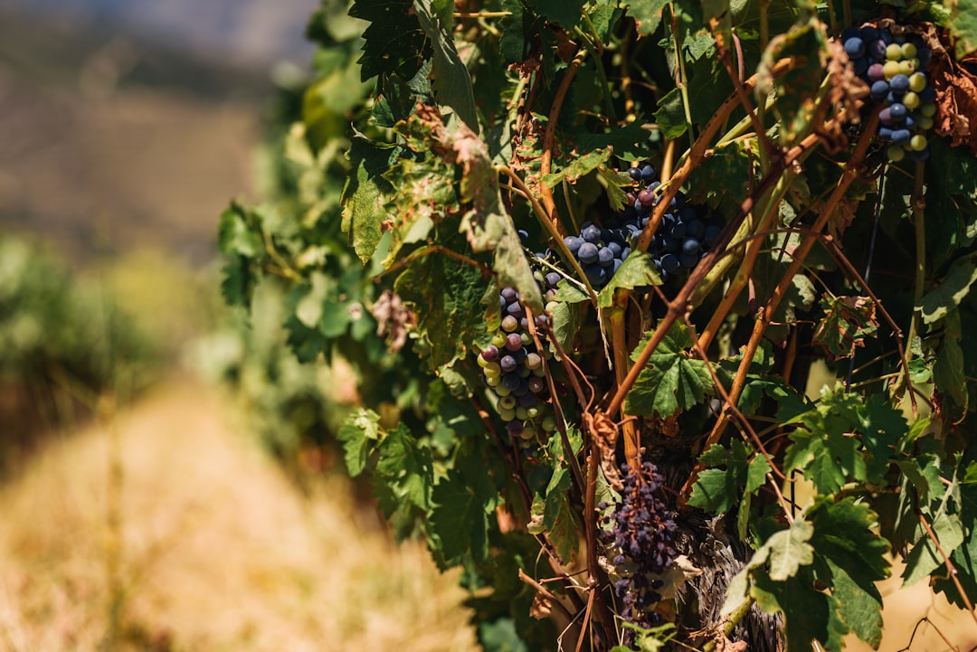 Wind Through the Ages: Cruise Portugal's Striking Scenic Routes and… — Wind Through the Ages