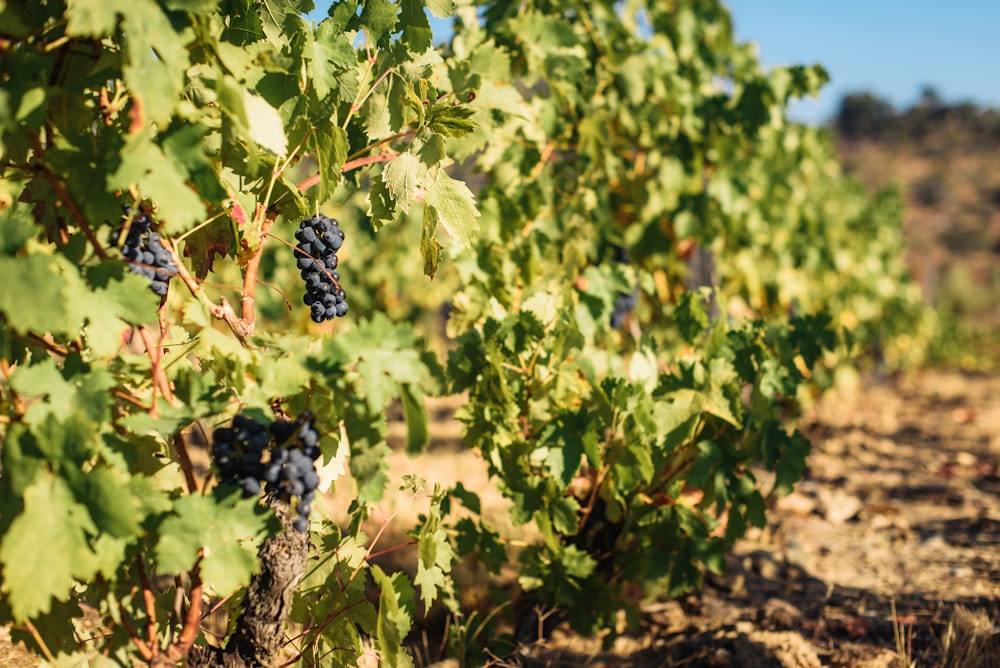 un racimo de uvas que crecen en una vid