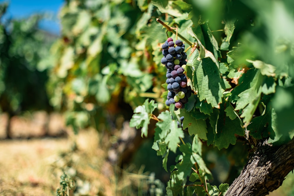 Frutos redondos negros y rojos sobre hojas verdes durante el día