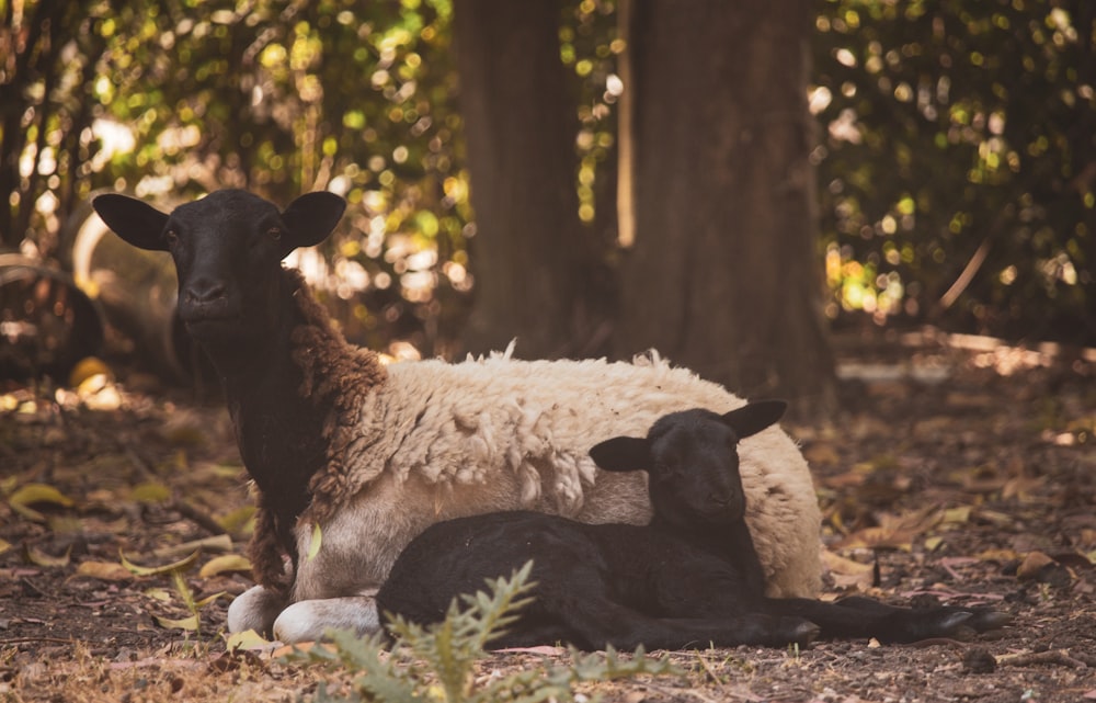 black and white sheep on forest during daytime