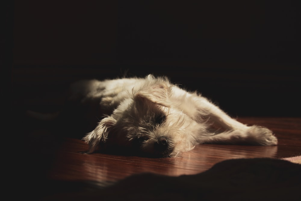 um pequeno cão branco deitado em cima de um chão de madeira
