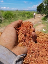 A hand holding a pile of reddish-brown sawdust, with an outdoor rural background featuring green fields and a dirt path leading into the distance where a person is walking away.