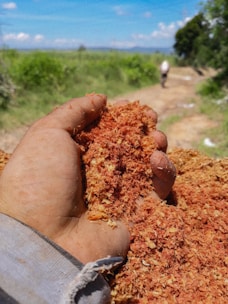 A hand holding a pile of reddish-brown sawdust, with an outdoor rural background featuring green fields and a dirt path leading into the distance where a person is walking away.