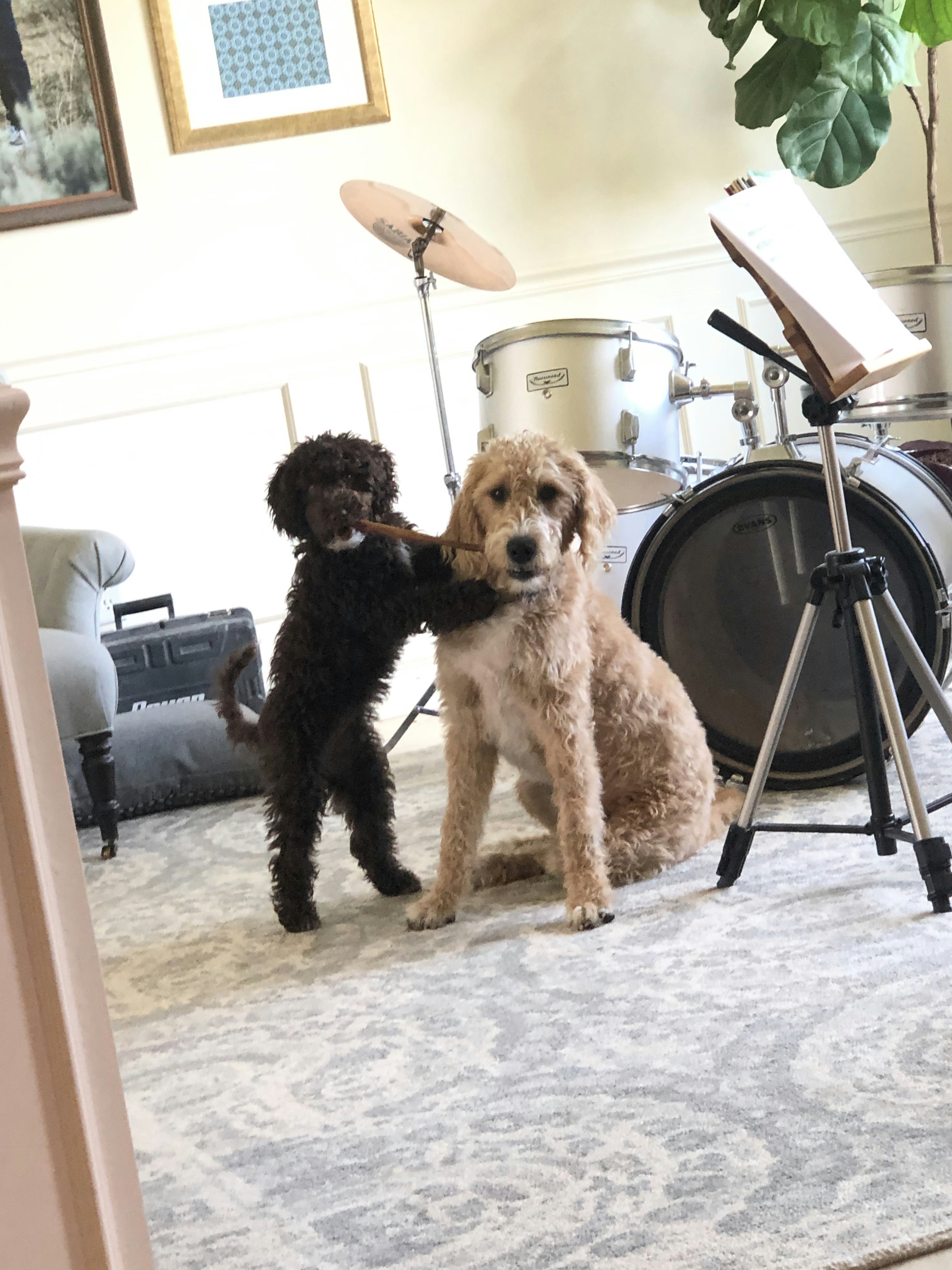 The Healing Melodies: Exploring the Impact of Music on Animals