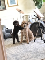 Two dogs are in a room with musical instruments. One dog, darker in color, is standing and holding a drumstick in its mouth. The other dog, lighter in color, is sitting next to a drum set. A cymbal and a music stand are also visible, along with a large plant and framed artwork on the wall.