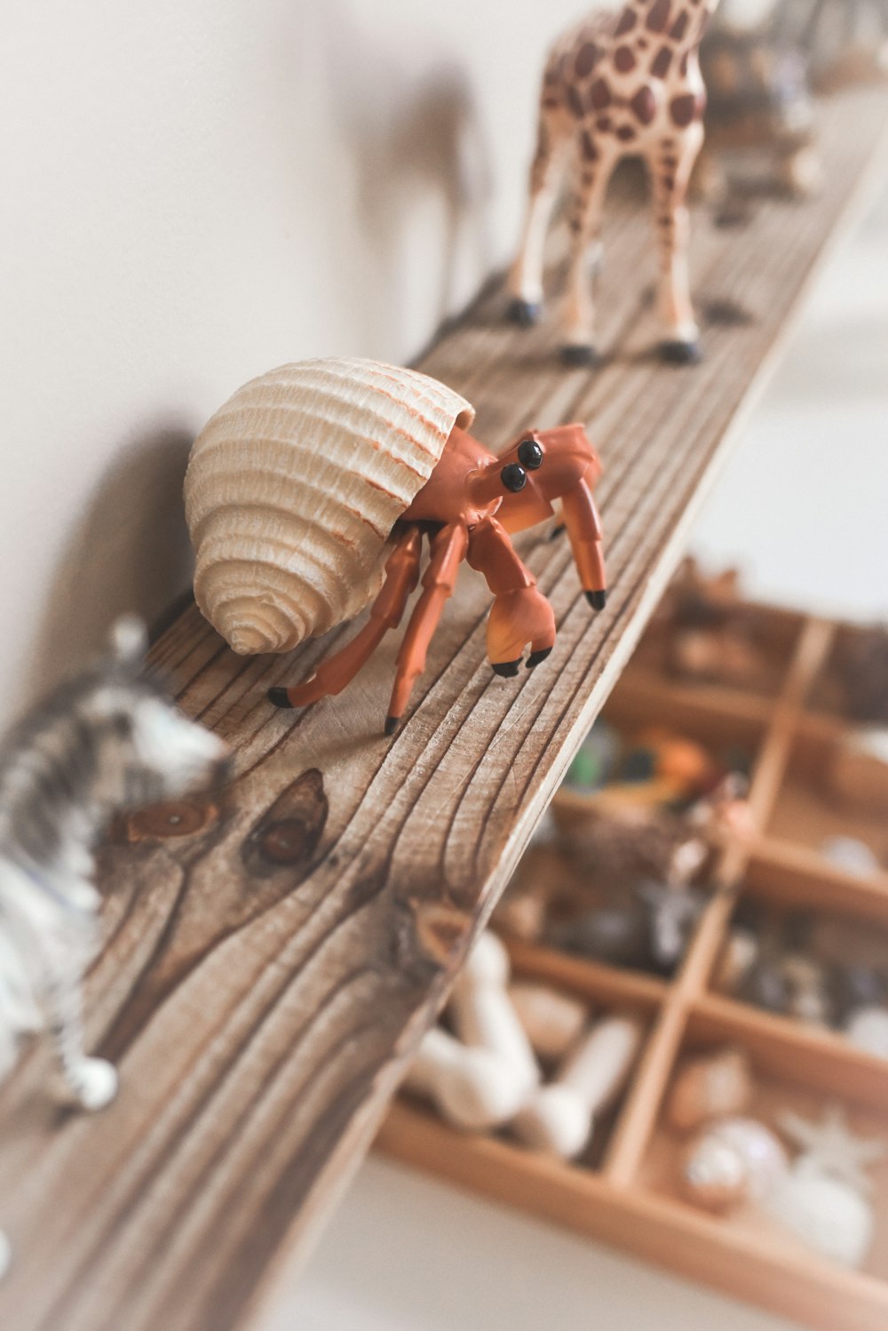 brown and white snail on brown wooden surface