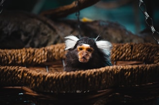 A small primate with distinctive white tufts of fur around its ears is seen sitting in a woven, rope-like structure. The background is out of focus, with a dark and natural setting indicating a possible indoor enclosure or natural habitat.