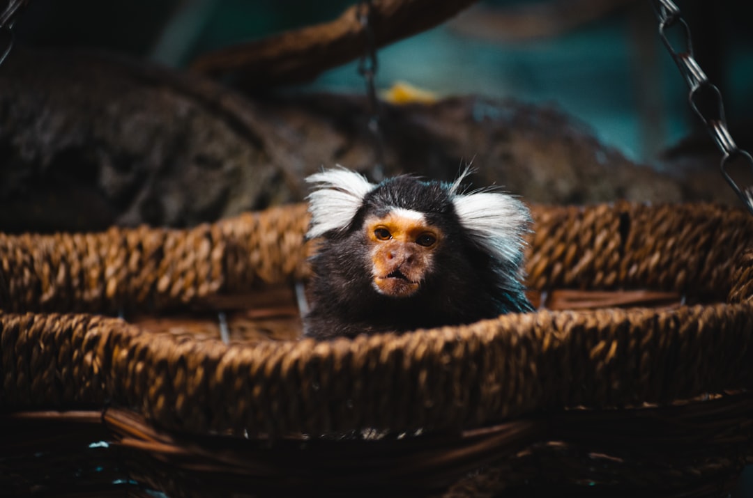 black and white monkey on brown woven basket