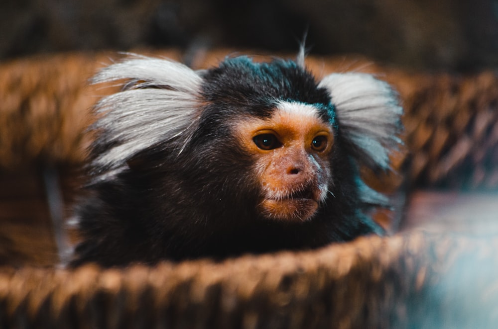 black and white monkey on brown woven basket