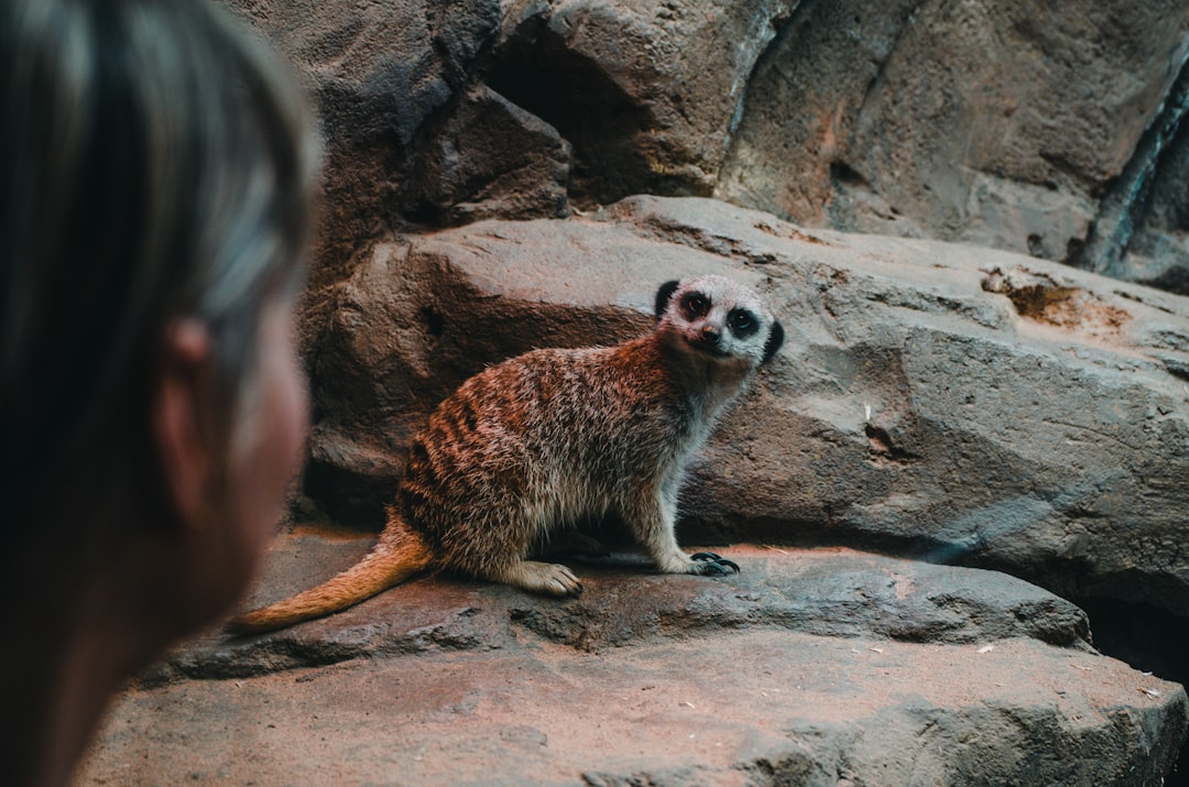 brown and white animal on brown rock