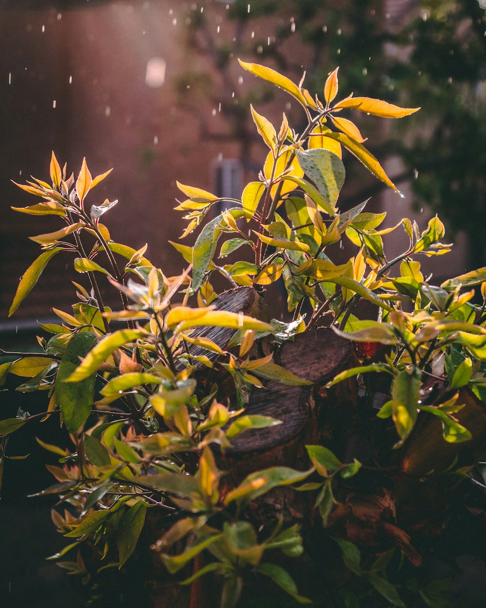 planta de folhas verdes e amarelas