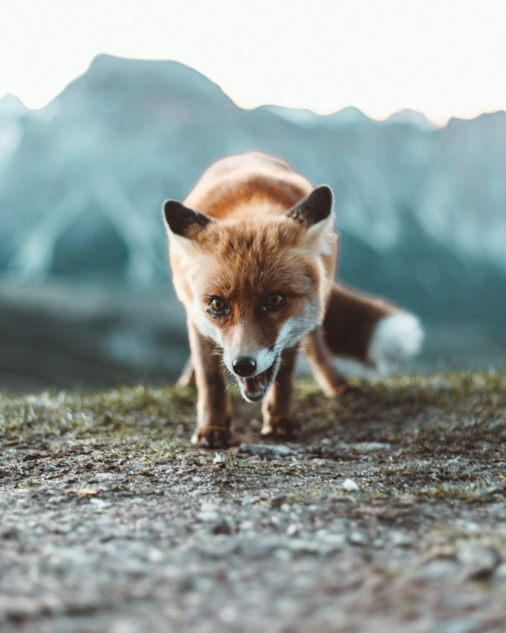 brown fox on black soil during daytime
