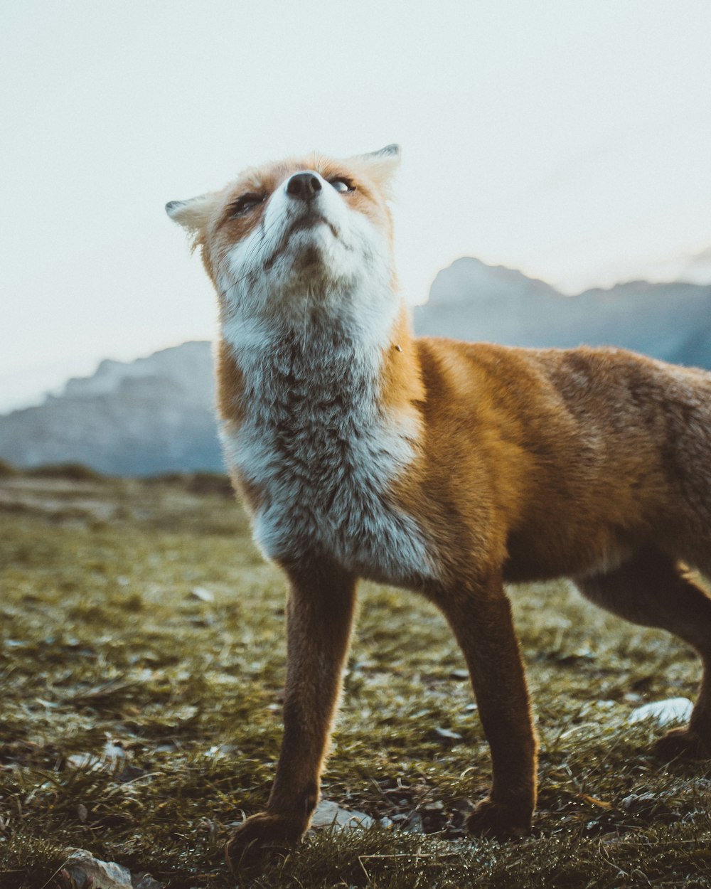 Brauner und weißer Fuchs tagsüber auf braunem Rasenfeld unter weißen Wolken