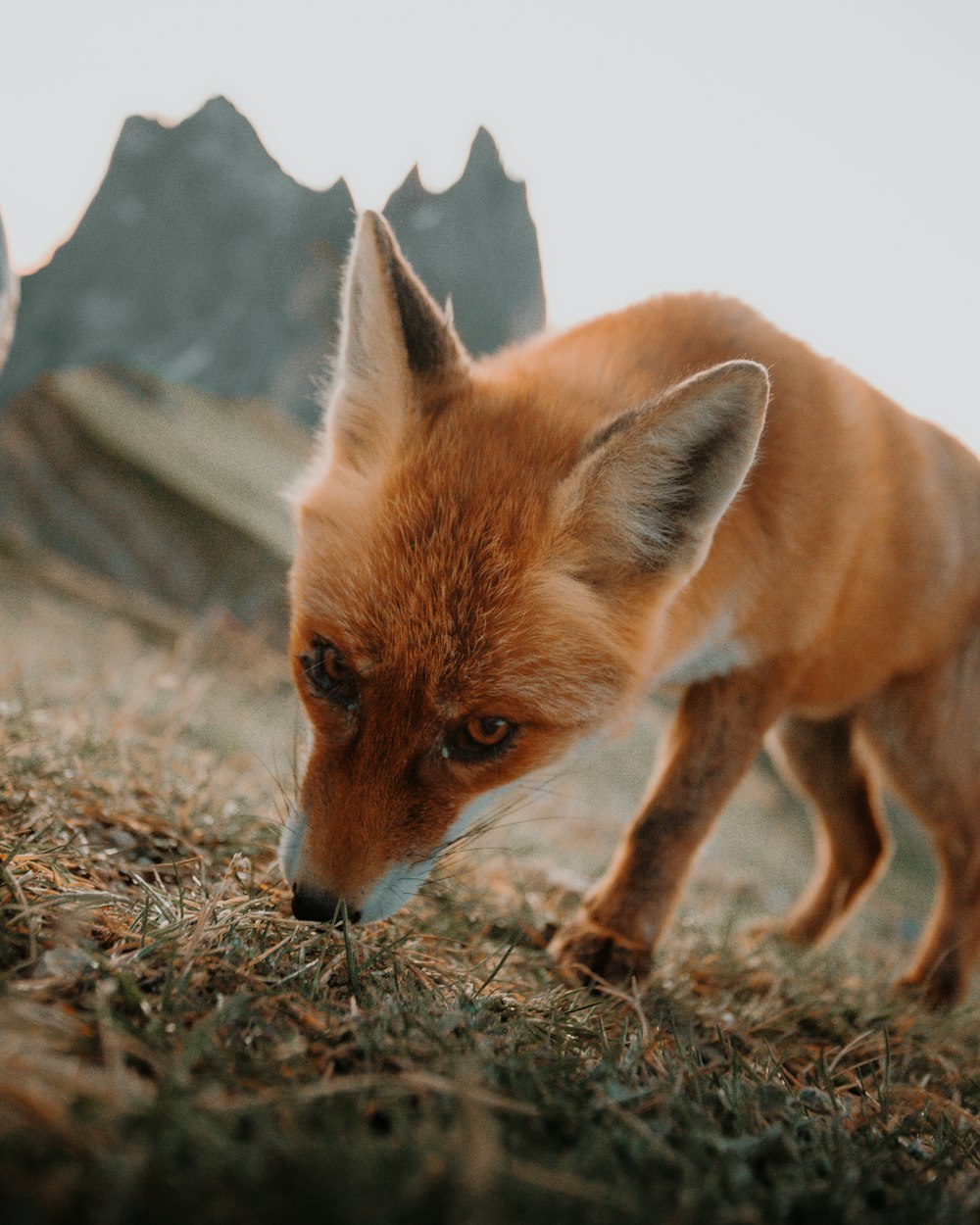 brown fox on brown grass during daytime