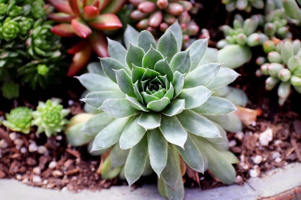 green and red succulent plant