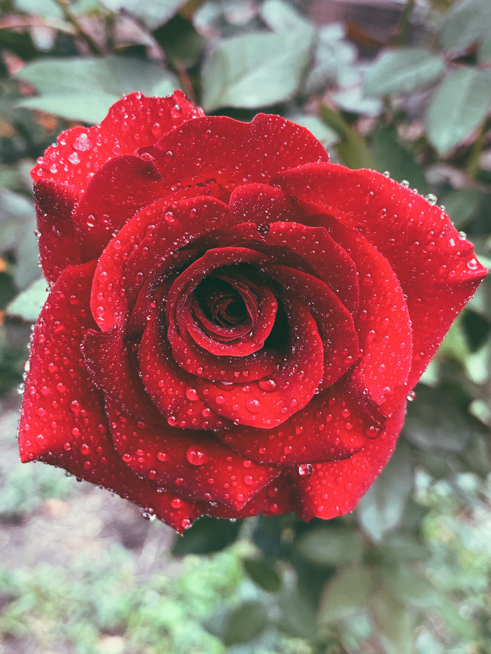 rosa vermelha em flor durante o dia