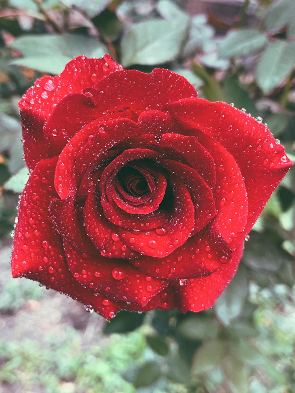 red rose in bloom during daytime